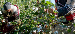 Baumwollernte – Bild mit freundlicher Genehmigung von: cottonea Bempflingen